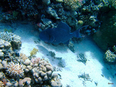 Pseudobalistes fuscus