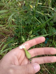 Angiospermae
