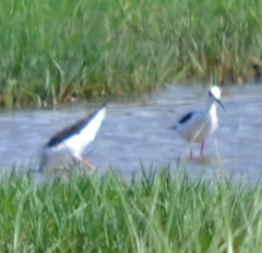 Himantopus himantopus