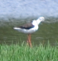 Himantopus himantopus