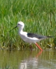 Himantopus himantopus