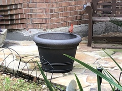 Cardinalis cardinalis