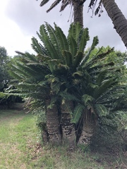 Encephalartos transvenosus