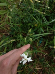 Angiospermae