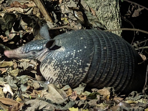 West Andean Long-nosed Armadillo, Puntarenas Province, Monteverde, Costa Rica, photo 5 of 10