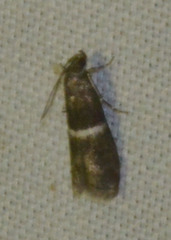 Elegia similella