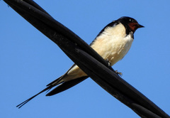 Hirundo rustica