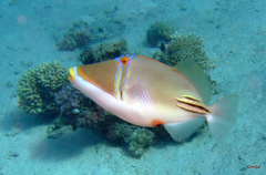 Picasso Triggerfish photo 3