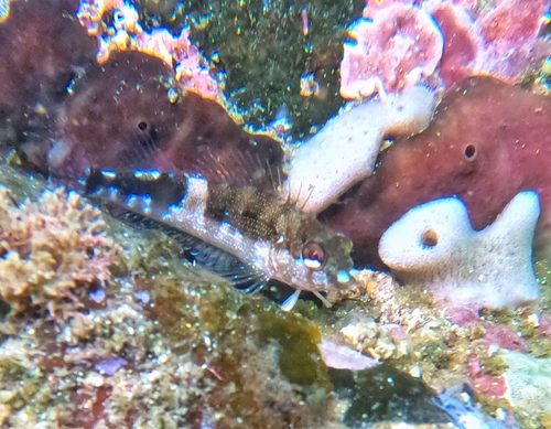 Fishgod blenny (Malacoctenus ebisui) — Labrisomidae — 5