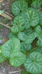 Aristolochia fimbriata