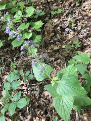 Salvia urticifolia