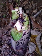 Amorphophallus prainii
