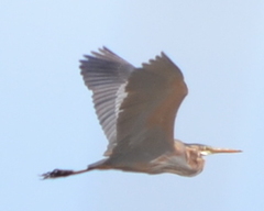 Ardea purpurea