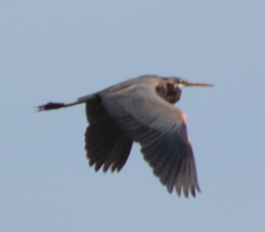 Ardea purpurea