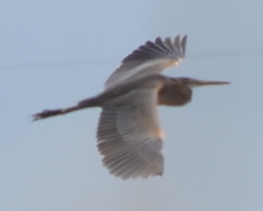 Ardea purpurea