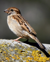 Passer domesticus