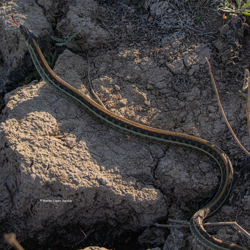 Mexican Garter Snake From Tapalpa, Jal., México On April 11, 2024 At 07 ...