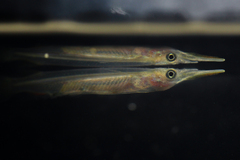 Freshwater Halfbeak photo 2
