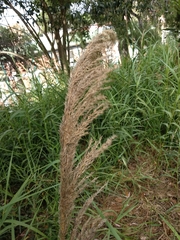 Poaceae