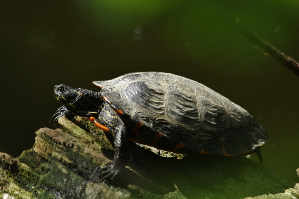 Northern Red-bellied Cooter in April 2019 by velensky. Nepůvodní ...