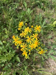 Packera glabella