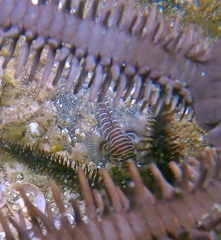 Splitbanded Goby photo 4