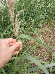 Poaceae