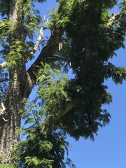 Parapiptadenia rigida