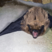 Morcego-Dos-Açores - Photo (c) Filipe Lopes, alguns direitos reservados (CC BY-SA)