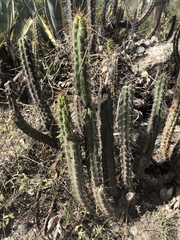Corryocactus melanotrichus