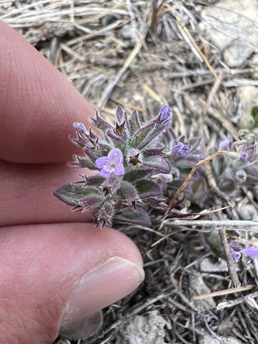 Hedeoma pilosa