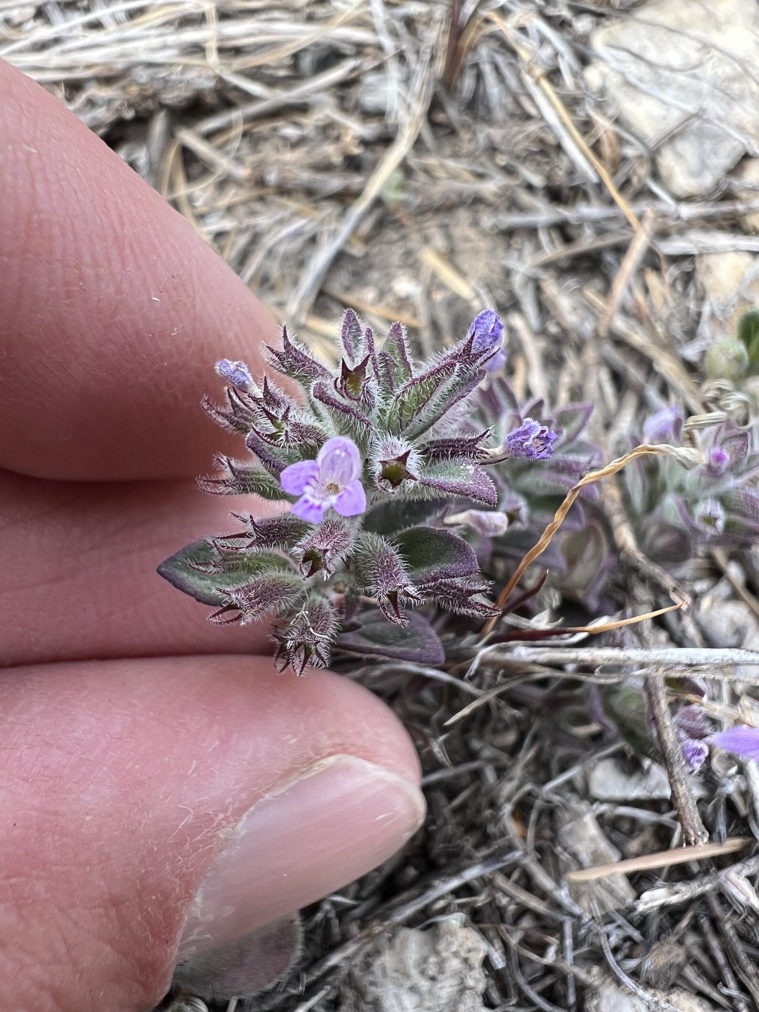 Hedeoma pilosa