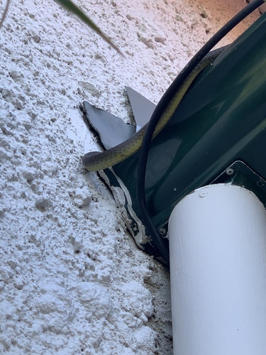 Common Tree Snake sighting