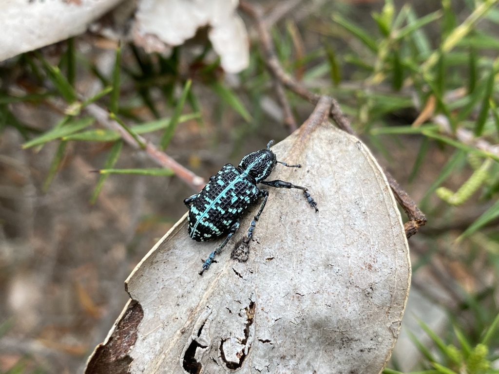 Botany Bay Diamond Weevil from Grampians National Park, Halls Gap, VIC ...