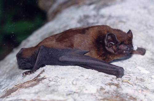 Birdlike Noctule (Nyctalus aviator) — Near Threatened Mammalia