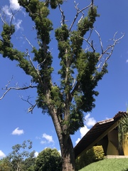 Parapiptadenia rigida