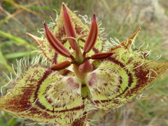 Calochortus tiburonensis