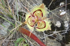 Calochortus tiburonensis