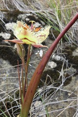Calochortus tiburonensis
