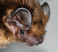 Chinese Noctule photo 5