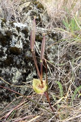 Calochortus tiburonensis