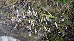 Oxalis commutata