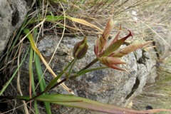 Calochortus tiburonensis