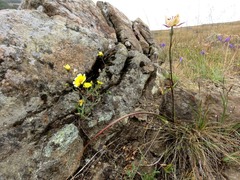Calochortus tiburonensis