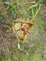 Calochortus tiburonensis