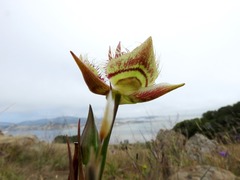 Calochortus tiburonensis