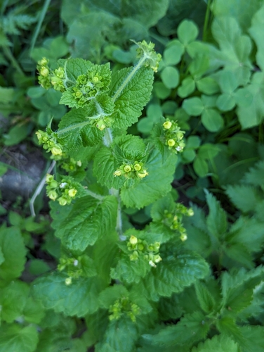 Image of Scrophularia vernalis by no rights reserved