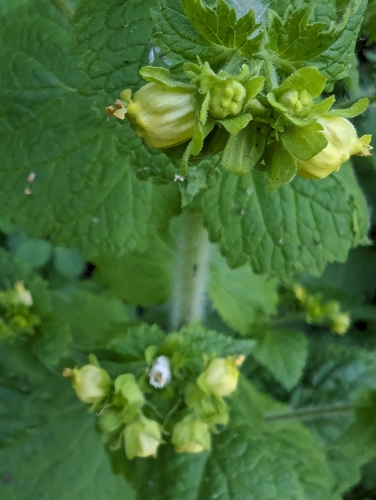 Image of Scrophularia vernalis by no rights reserved