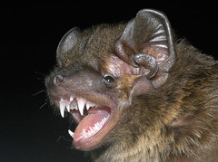 Chinese Noctule photo 3
