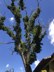 Parapiptadenia rigida